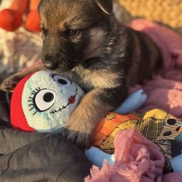 Sally (light pink collar) - Sable female German Shepherd puppy in Dover, Delaware from Fornax