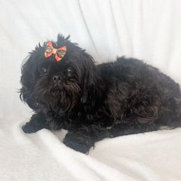 Millie - Shih Tzu