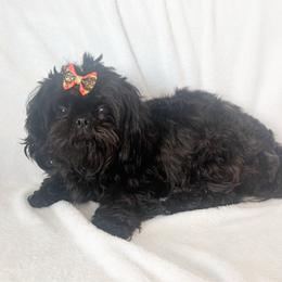 Millie - Shih Tzu