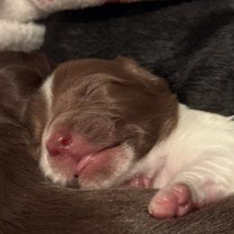 Daisy Mae - Piebald female Dachshund puppy in Summit, South Carolina from Doxies4Paws