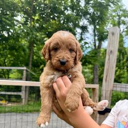 Boy 2 - Red male Bernedoodle puppy in Milford, Ohio from Doodle Duo