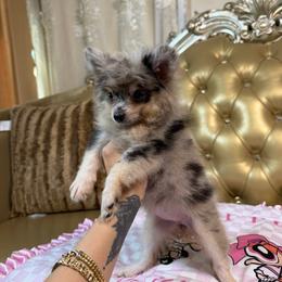 Sasha - Black and tan parti female Pomeranian puppy in Kennedale, Texas from Puppiesnat