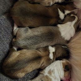 Boy 2 - Sable male American Corgi puppy in Tallahassee, Florida from Koko's Korgis