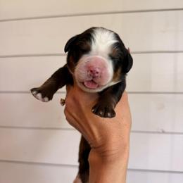 Karen Beverly - Tri-color female Bernese Mountain Dog puppy in Fort Meade, Florida from Baldwin Dood Ranch