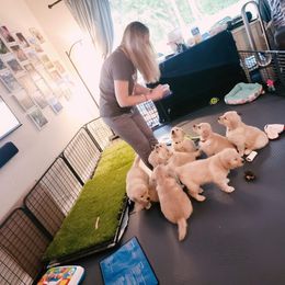 Golden Retriever Puppies from Golden Hour Golden Retrievers