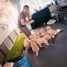 Golden Retriever Puppies from Golden Hour Golden Retrievers