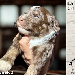 Australian Mountain Doodle All Grown Up from Sammi Sweet Doodles