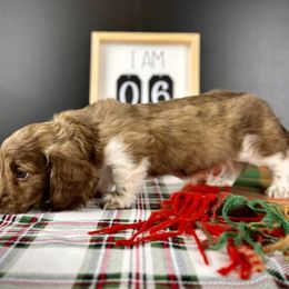 Dachshund Puppies from Queen of Weens Dachshunds