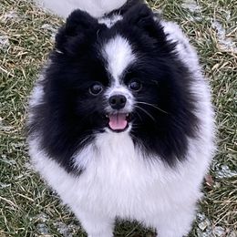 Kevin - Pomeranian