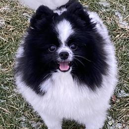 Kevin - Pomeranian