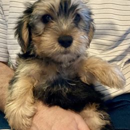 Assorted Doodle Crosses, Double Doodle, Maltipoo, Morkie, and Yorkipoo Puppies from Danza Bolo