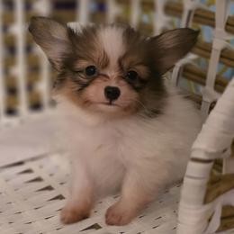 Papillon Puppies from Sequence Papillon