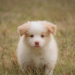 Girl 1 - White and gold female Border Collie puppy in Dallas, Texas from Effervescent Border Collies