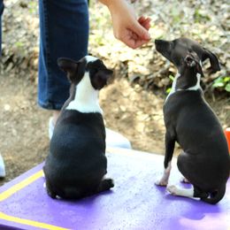 Boston Terrier and Italian Greyhound Puppies from 4Ever Boston Terriers & Italian Greyhounds