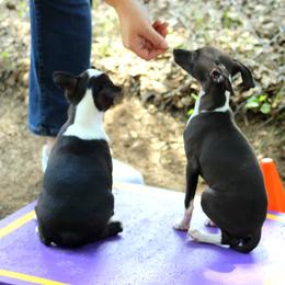 Boston Terrier and Italian Greyhound Puppies from 4Ever Boston Terriers & Italian Greyhounds