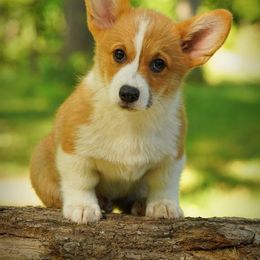 Pembroke Welsh Corgi Puppies from Royal Ridge Corgis