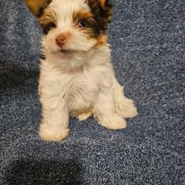 Yorkshire Terrier Puppies from Linda Hjelm
