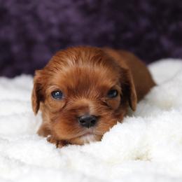 AKC Teeter - Ruby female Cavalier King Charles Spaniel puppy in Albany, Indiana from Hatz Off Puppies