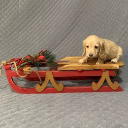 Boy 2 - Cream male Dachshund puppy in Vinton, Iowa from Lerch Family Dachshunds