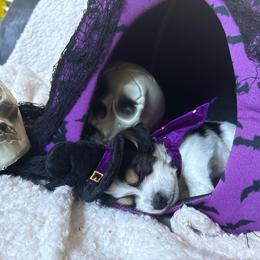 Piggy - Black & tan tri-color male Morkie puppy in Lawrenceville, Georgia from Georgias Finest Puppies