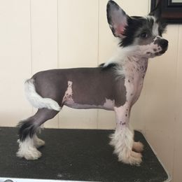 Chinese Crested Puppies from Jewels Chinese Cresteds