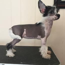 Chinese Crested Puppies from Jewels Chinese Cresteds