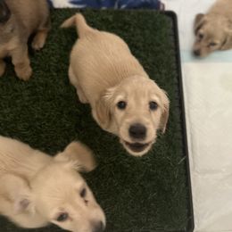 Dachshund Puppies from Honey Creek Dachshunds