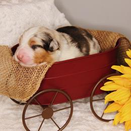 Australian Shepherd Puppies from Cooper Ridge Aussies