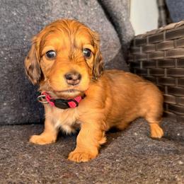 Skye- Shaded red dapple girl - Red female Dachshund puppy in North Auburn, California from Northern Doxie