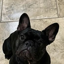 French Bulldogs from Sparkling City Frenchies