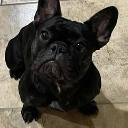 French Bulldogs from Sparkling City Frenchies