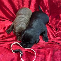 Black Female 1 - Black female Labrador Retriever puppy in Beaverdam, Virginia from Gold Heart Labradors