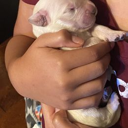 Golden Retriever Puppies from 13 GORGEOUS Goldens