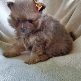 Companion Cross, Pomeranian, and Sheepadoodle Puppies from Fluffy Wonders Poms and Doodles