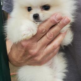 Pomeranian Puppies from Bluebonnet Pomeranians