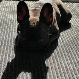 French Bulldogs from Pawfection Pups
