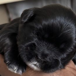 Maltese, Pomeranian, Shih Tzu, and Yorkshire Terrier Puppies from Gibbs Gorgeous Paws LLC