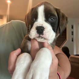 Flashy Brindle Boy - Brindle Boxer puppy in Caledonia, Ohio from Cedar Boxers and French bulldogs