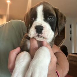 Flashy Brindle Boy - Brindle Boxer puppy in Caledonia, Ohio from Cedar Boxers and French bulldogs