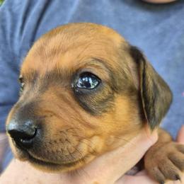 Stevie- Pink - Red female Dachshund puppy in Frankfort, Kentucky from Gigi's Dachshunds