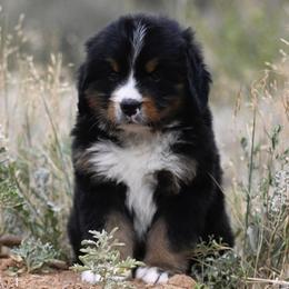 Bernese Mountain Dog, Golden Mountain Dog, and Golden Retriever Puppies from Grateful Bernese & Gage's Goldens