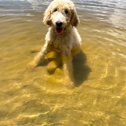 Goldendoodle All Grown Up from Doodle Life Goldendoodles