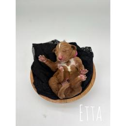 Etta - Red  female Goldendoodle puppy in Smithfield, Kentucky from KBK9 Kennels