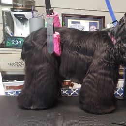 Bailey - Cocker Spaniel
