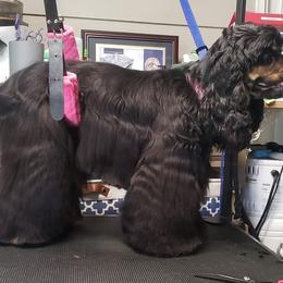 Bailey - Cocker Spaniel