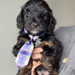 Bacon - Phantom male Goldendoodle puppy in Marion, Ohio from Doodles & Doxies