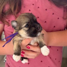 Purple collar - Red sable female Havanese puppy in Silverton, Oregon from PNW Havanese