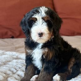 Bernedoodles from Boise Bernedoodles