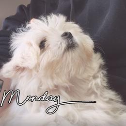 Lokie - Maltese