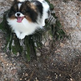Bebe - Pomeranian